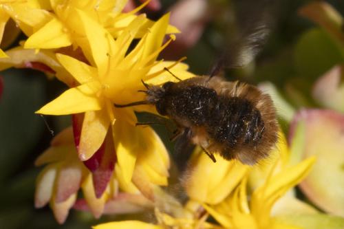 Bombylius major
