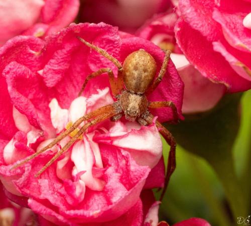 Philodromus sp.