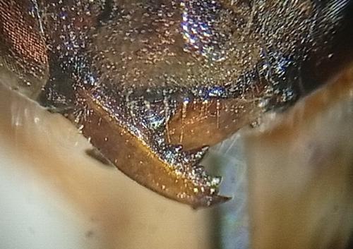 Réf. 356 254 : Anthidium oblongatum