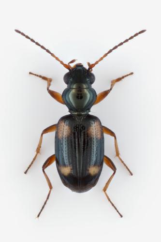 Bembidion quadrimaculatum