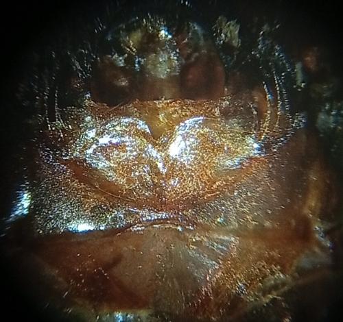 Réf. 356 019 : Megachile rufescens