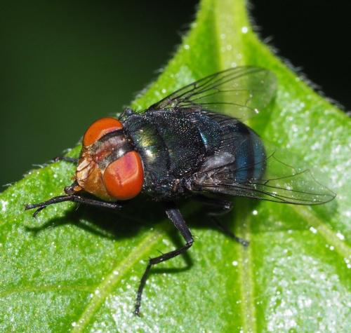 Réf. 356 317 : Chrysomya megacephala