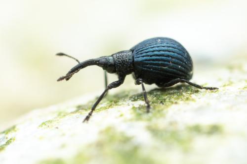 Holotrichapion pisi