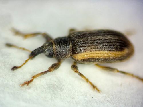 Réf. 356 568 : Dorytomus minutus