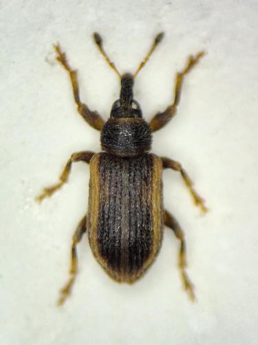 Réf. 356 567 : Dorytomus minutus