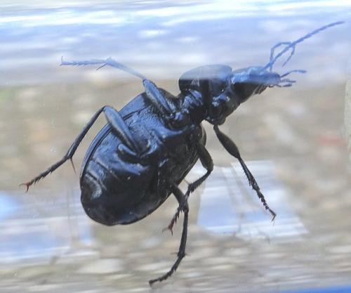 Licinus silphoides