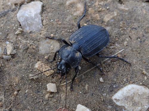 Licinus silphoides
