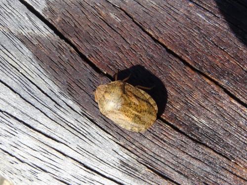 Eurygaster maura