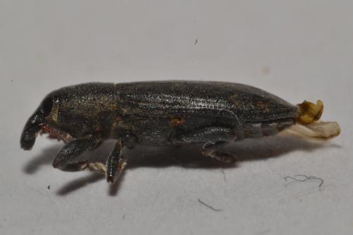 Réf. 356 586 : Lixus scabricollis