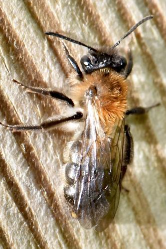 Andrena sp.
