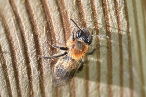 Réf. 356 660 : Andrena sp.
