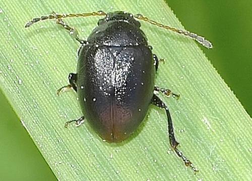Réf. 356 589 : Colaspidema barbarum