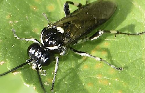 Réf. 356 032 : Macrophya alboannulata