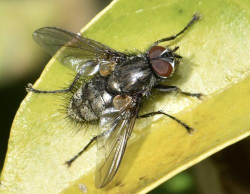 Réf. 356 695 : Macquartia sp.