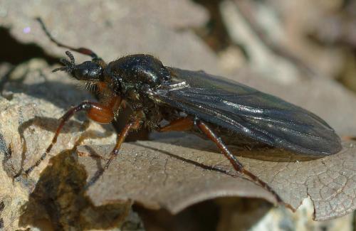 Réf. 356 554 : Bibio nigriventris