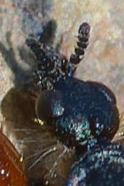 Réf. 356 678 : Bibio nigriventris