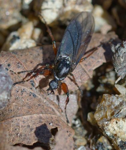Bibio nigriventris