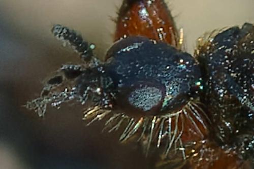 Réf. 356 666 : Bibio nigriventris