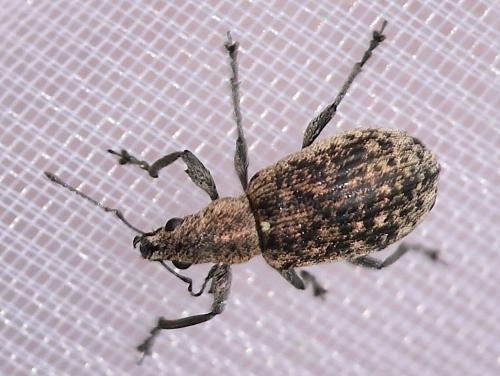 Réf. 356 558 : Polydrusus cervinus