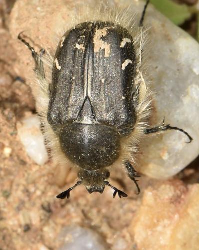 Tropinota hirta