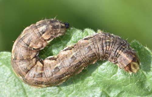 Cucullia calendulae