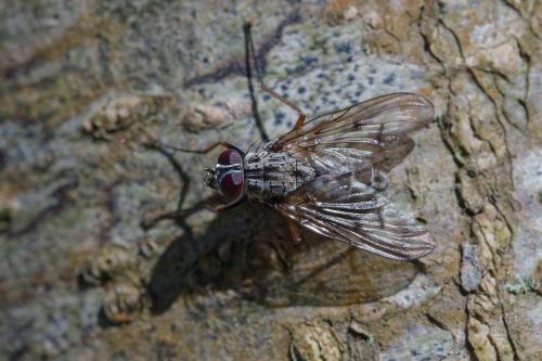 Réf. 356 556 : Phaonia fuscata