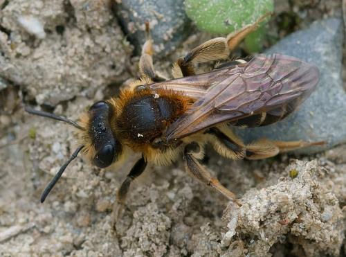 Réf. 356 656 : Andrena dorsata
