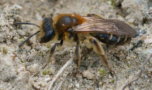 Réf. 356 655 : Andrena dorsata