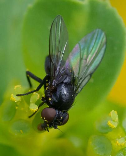 Réf. 356 688 : Agromyzinae inconnu