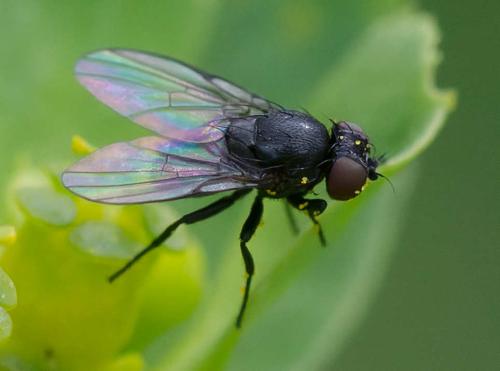 Réf. 356 684 : Agromyzinae inconnu