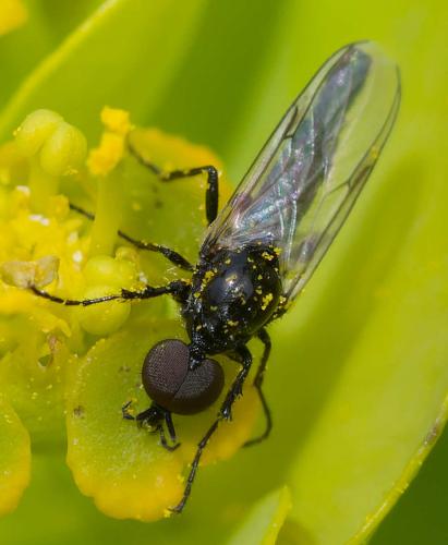 Réf. 356 737 : Dilophus sp.