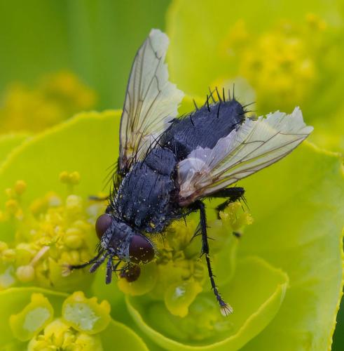 Réf. 356 736 : Voria ruralis