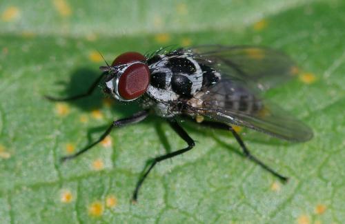 Anthomyia procellaris