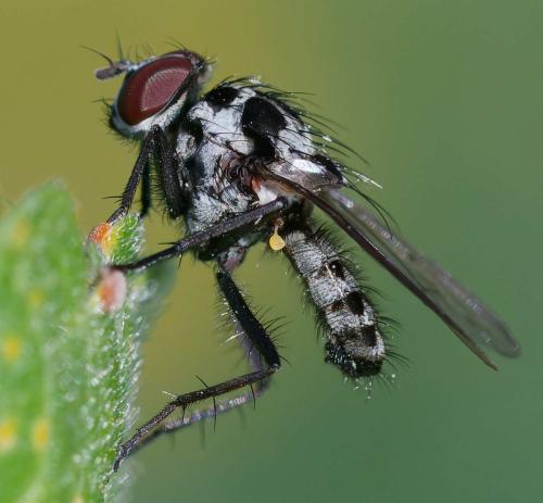 Anthomyia procellaris