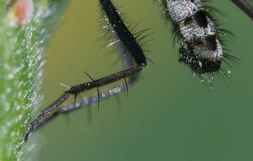 Anthomyia procellaris