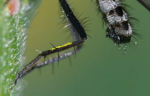 Anthomyia procellaris
