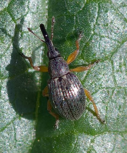 Pseudapion sp.