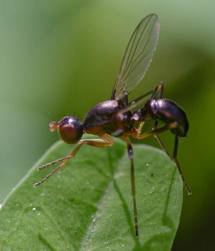 Nemopoda nitidula