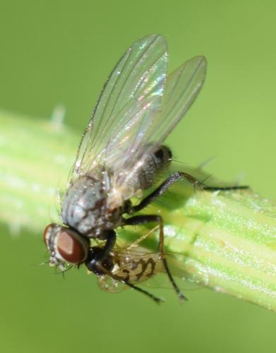 Coenosia sp.