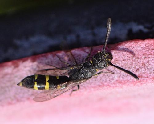 Monosapyga clavicornis