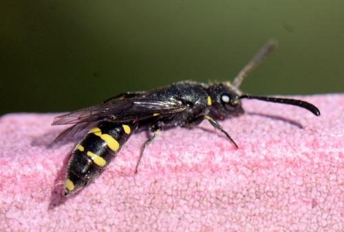 Monosapyga clavicornis