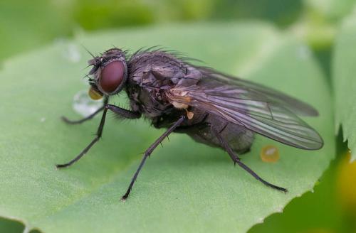 Réf. 356 424 : Thricops nigrifrons