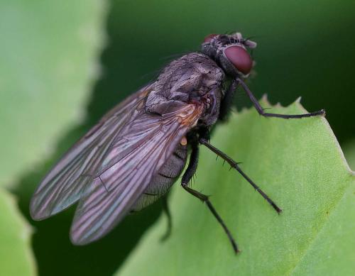 Réf. 356 425 : Thricops nigrifrons