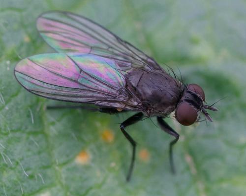 Coenosia agromyzina