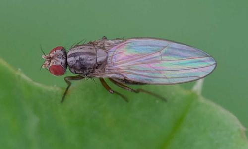 Scaptomyza pallida