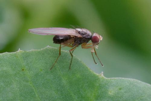 Scaptomyza pallida