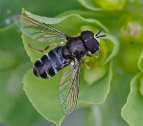 Réf. 356 278 : Paragus sp.