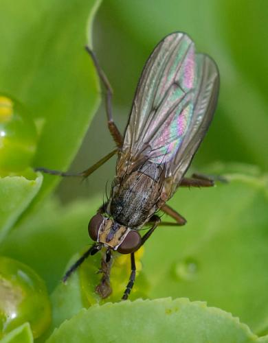 Pherbellia cinerella
