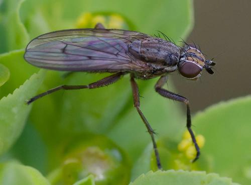 Pherbellia cinerella