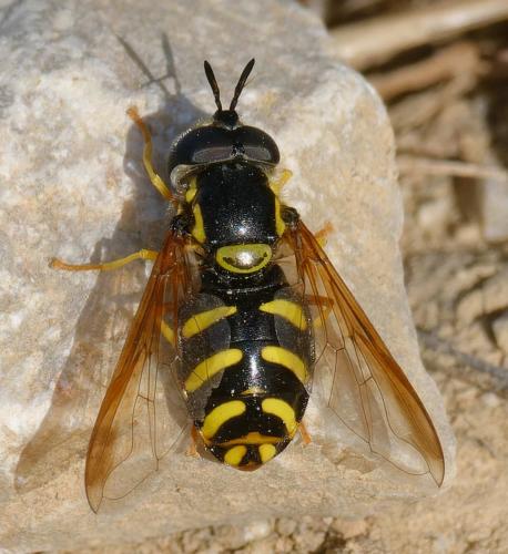 Réf. 356 524 : Chrysotoxum intermedium